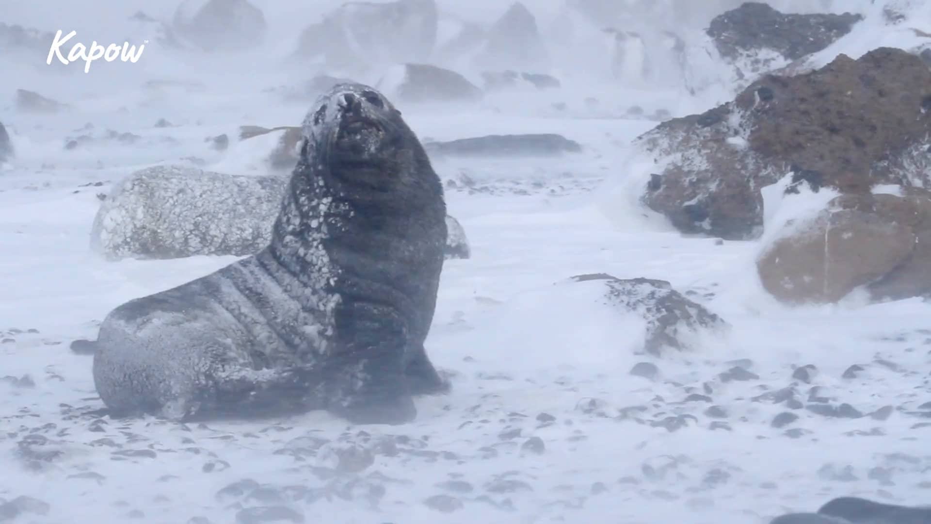 Pupil video: The North and South Poles