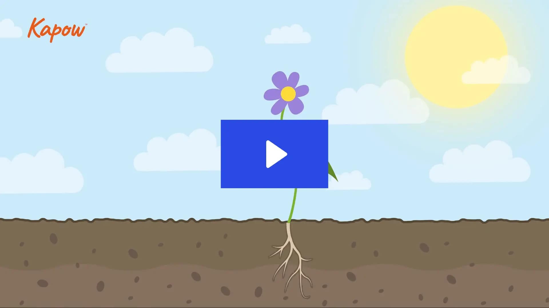 Pupil video: The little seed