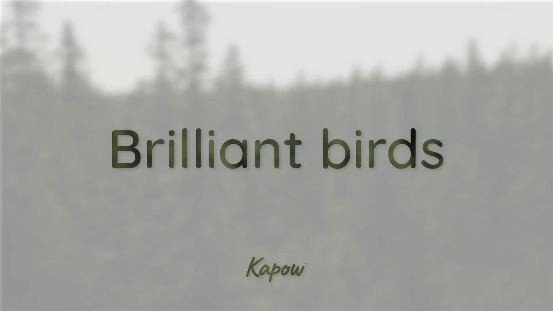 Assembly video: Brilliant birds