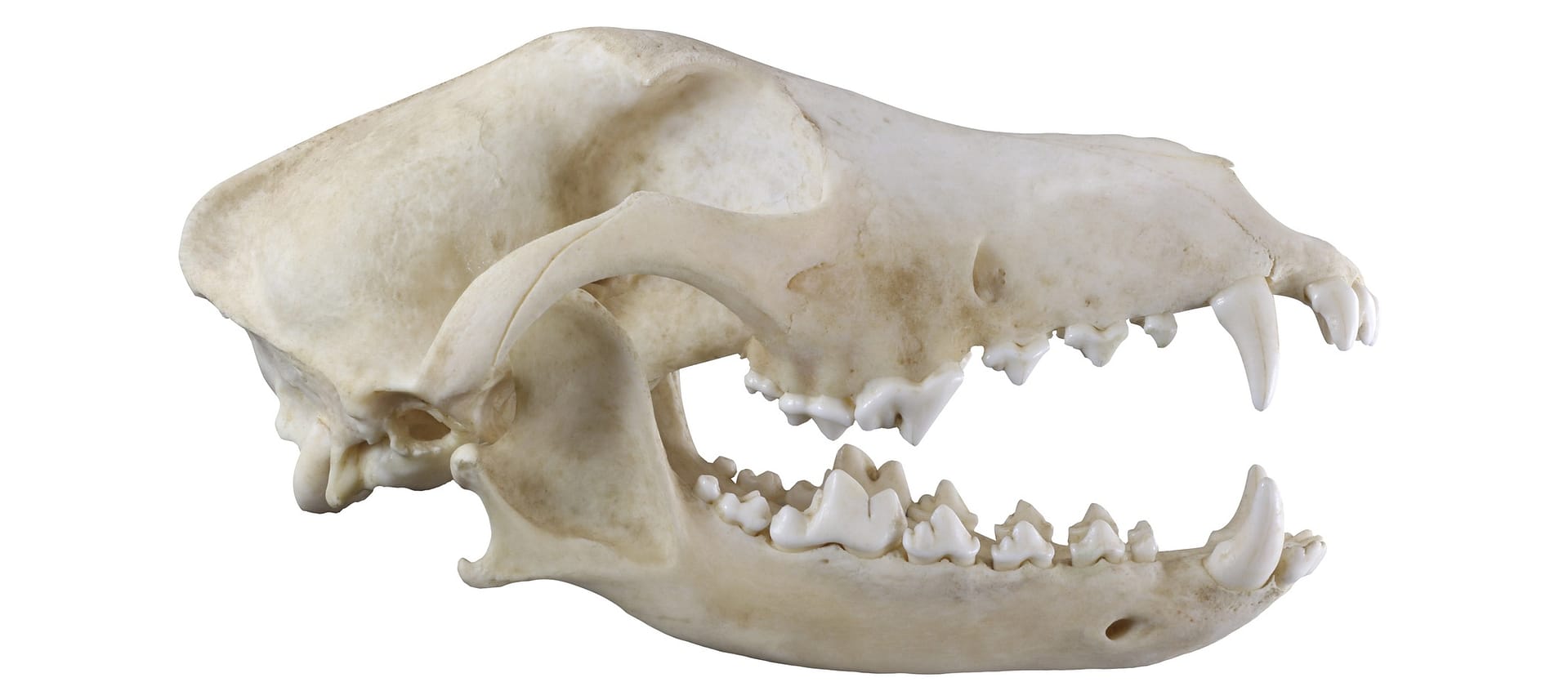 Animals including humans: Digestion and food