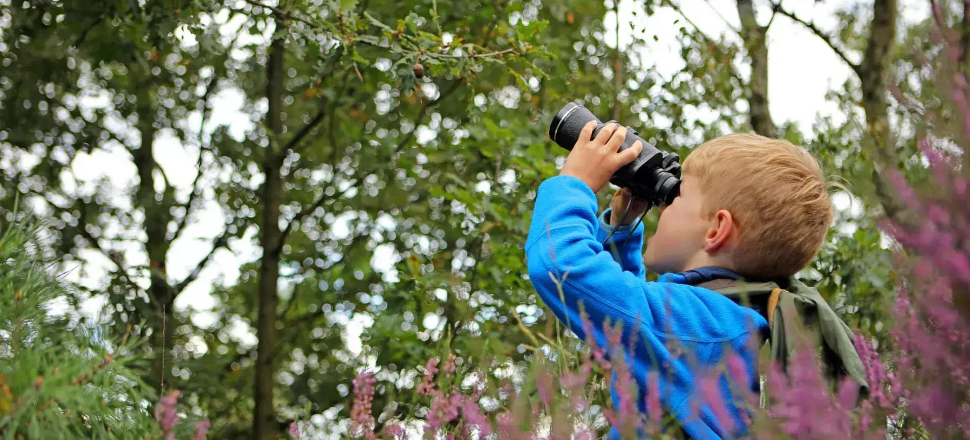 A young boy uses binoculars to look up at trees in a woodland.