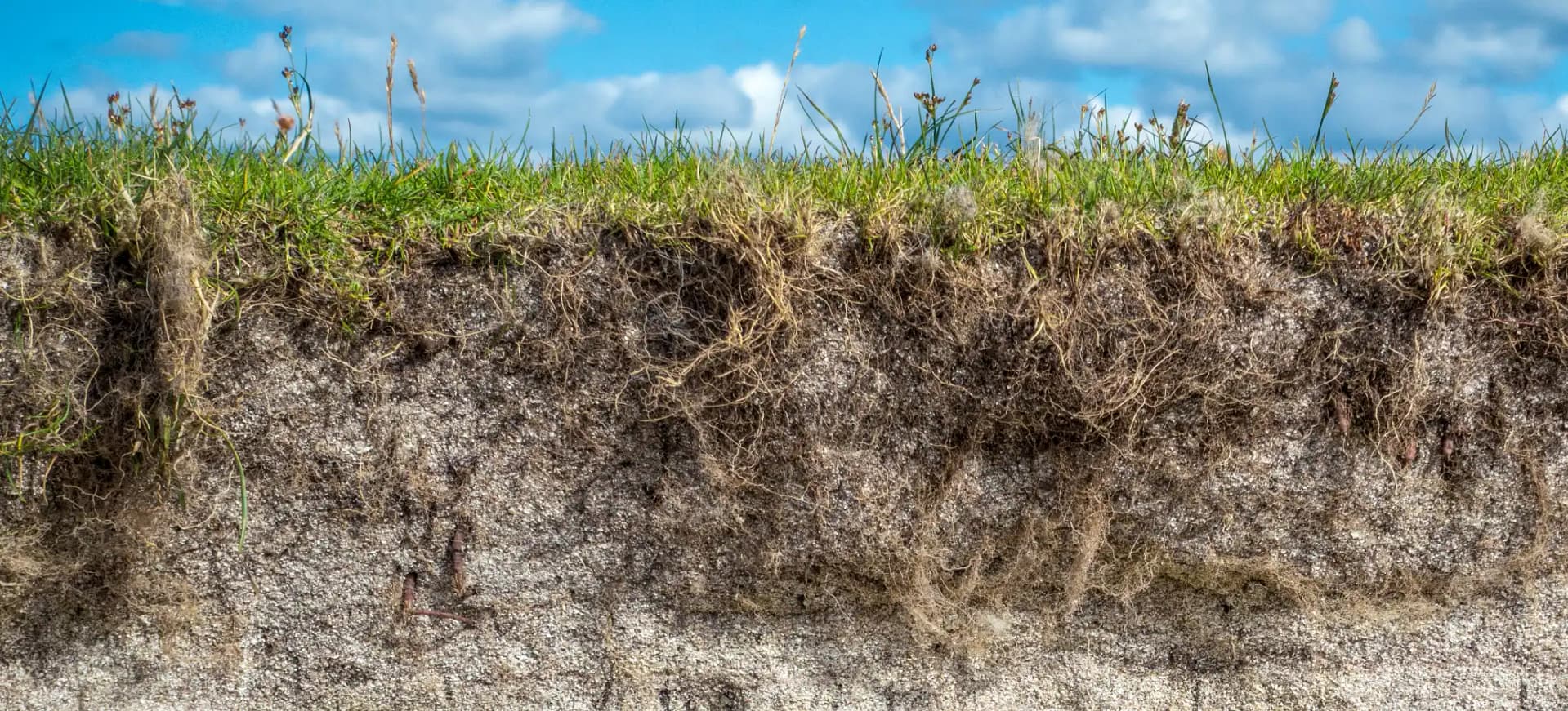 Lesson 5: Soil formation