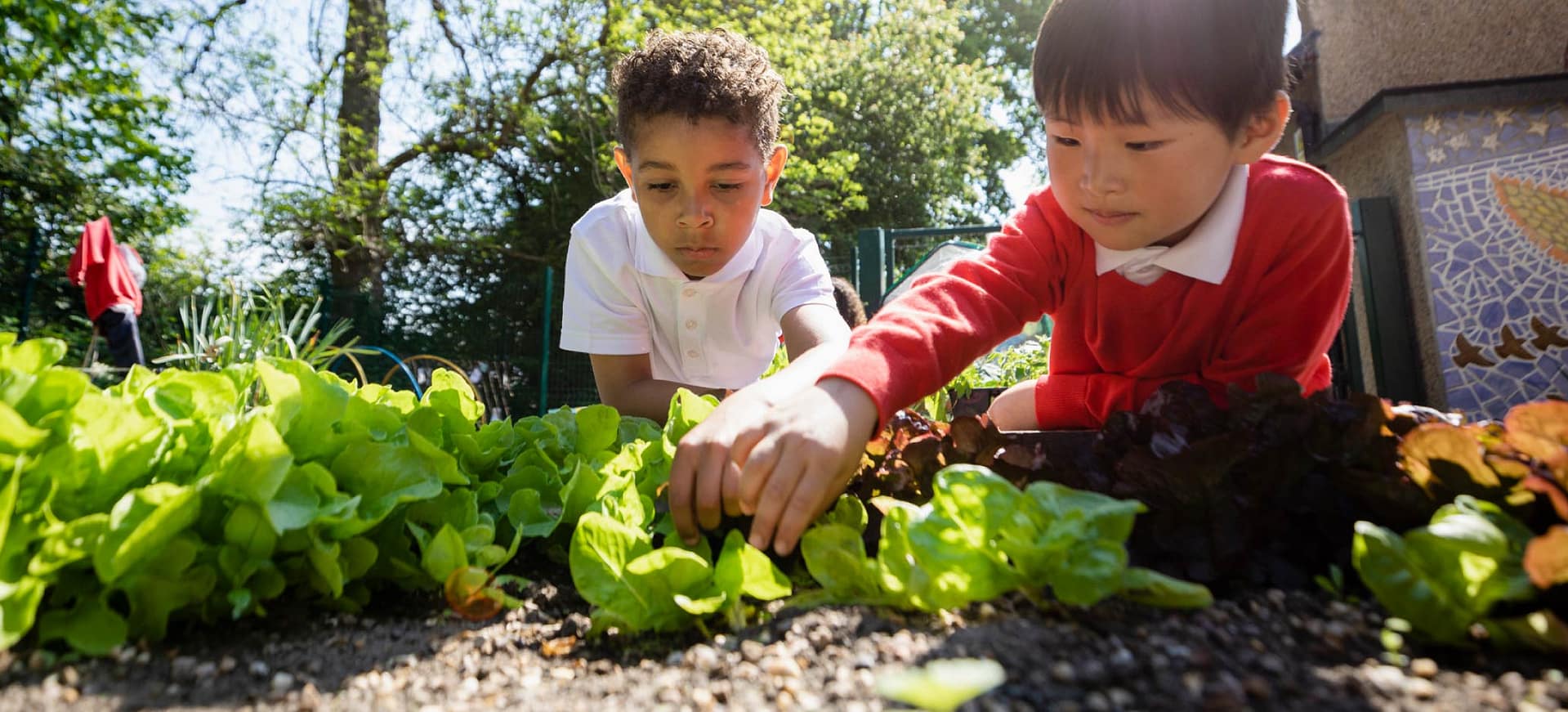 Optional sustainability lesson: How can we look after a garden?