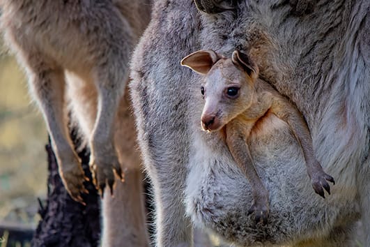 Lesson 2: Life cycle of a mammal