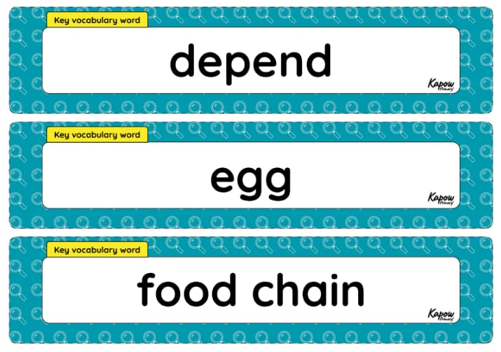 Vocabulary display – Science Y1/2 (A): Making connections: Ocean protectors