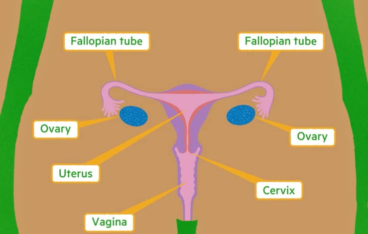 Lesson 4: Menstruation