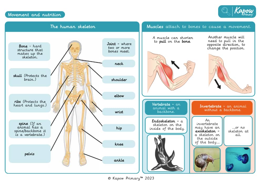 Knowledge organiser: Science – Y3 Movement and nutrition