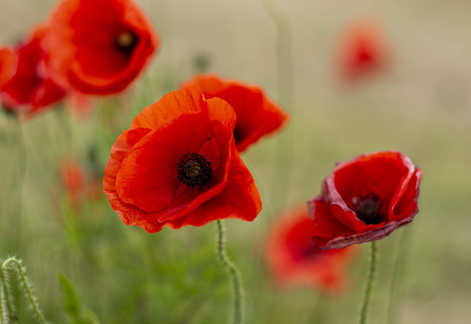 remembrance day 4604155 1920