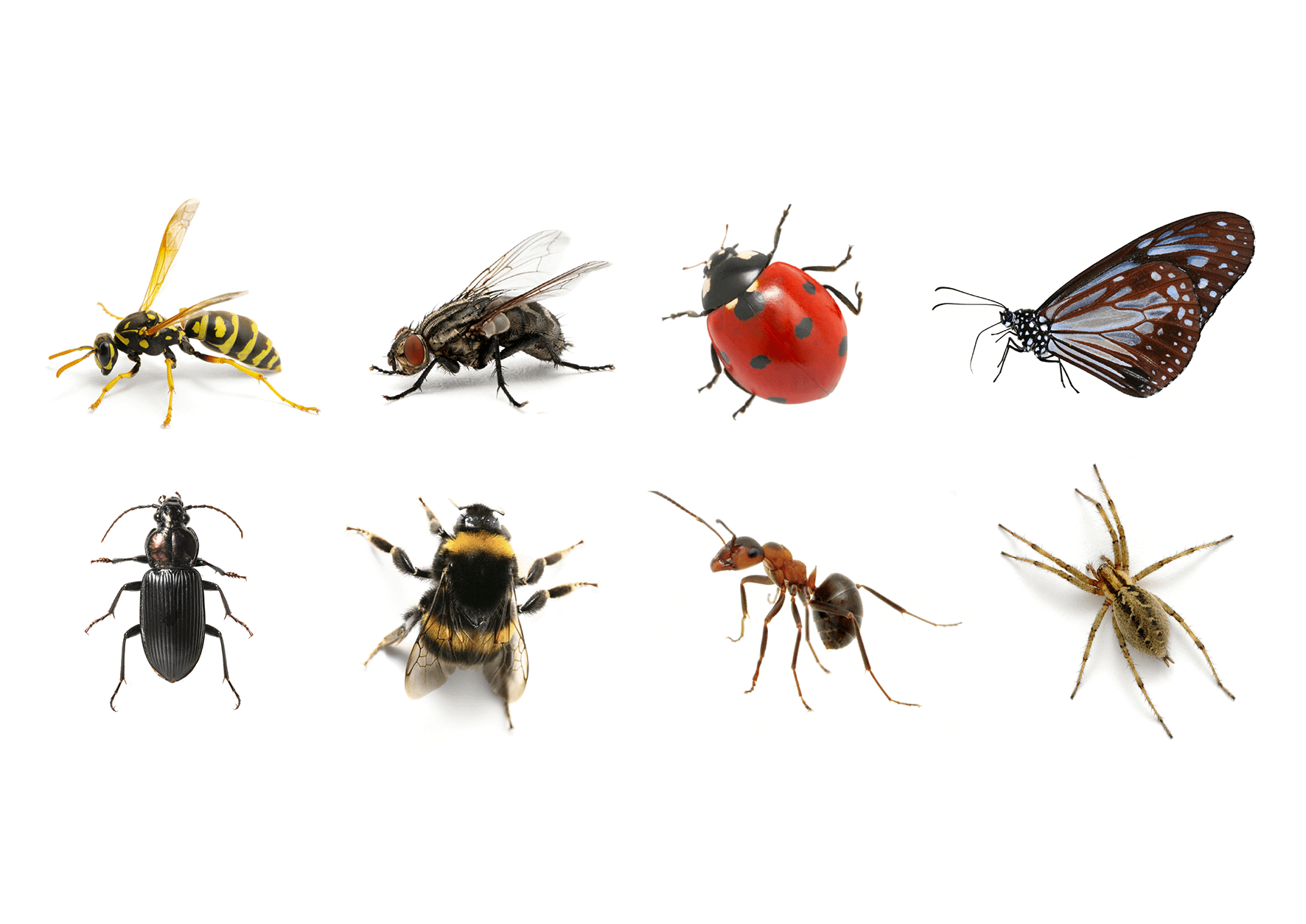 Insectods KS2 Science Lesson Plans | Classification & Habitats