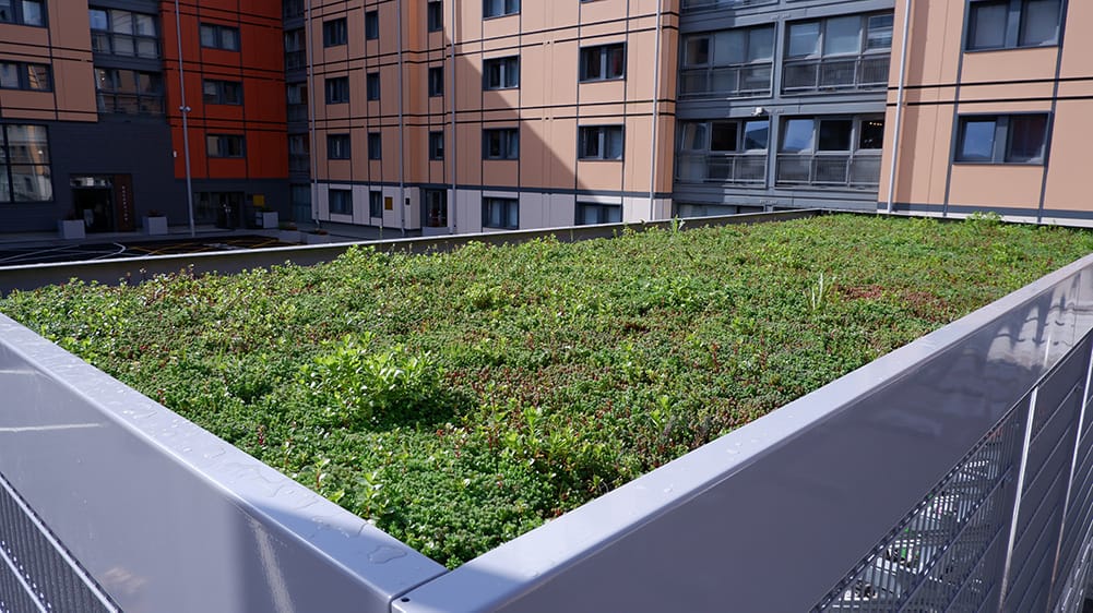 sedum green roof