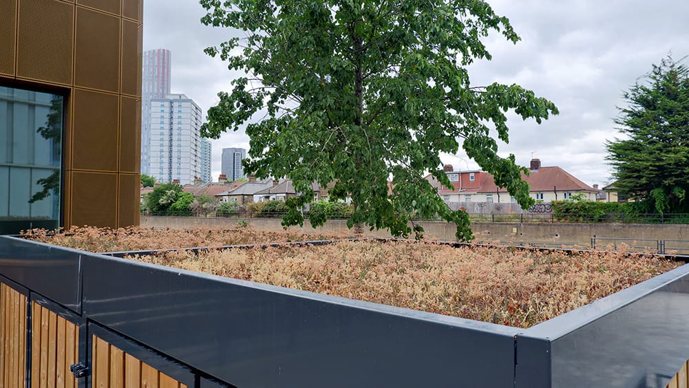turvec sedum roof