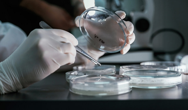 Woman is working with a petri dish containers in the laboratory.