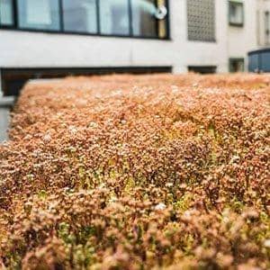 What’s So Great About Sedum Green Roofs?